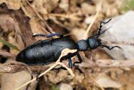 Meloe proscarabaeus(♀)