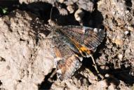 Archiearis parthenias