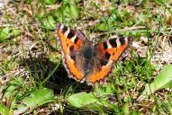 Aglais urticae