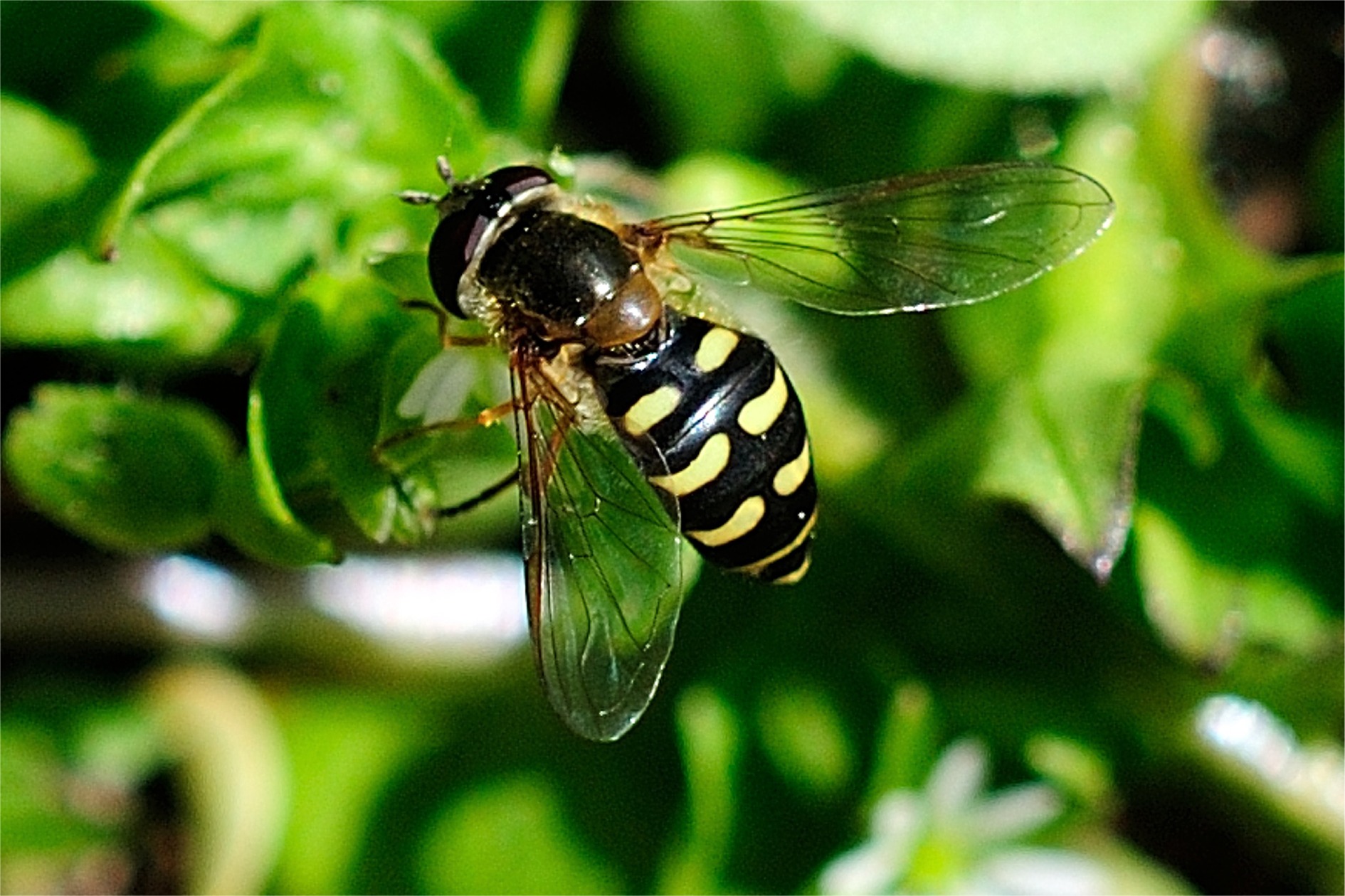 Dasysyrphus lunulatus