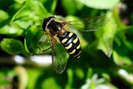 Dasysyrphus lunulatus