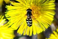 Dasysyrphus lunulatus