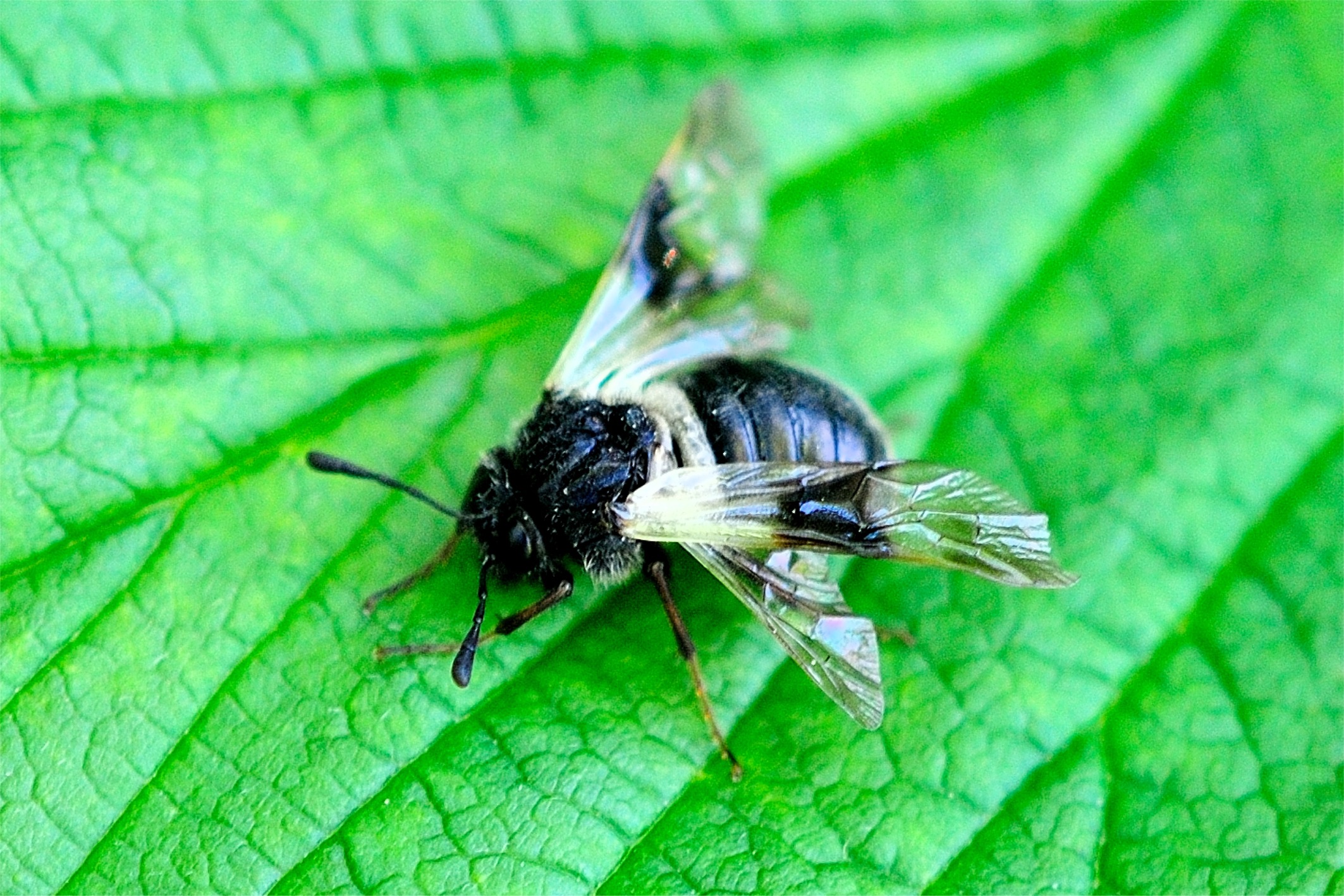 Abia fasciata