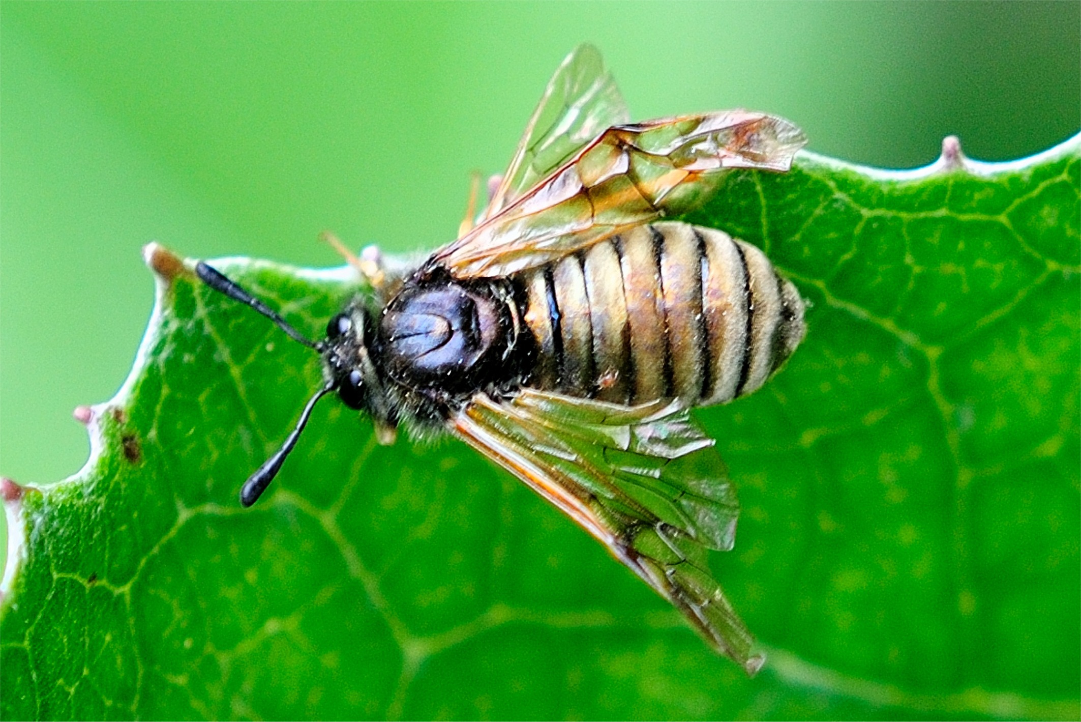 Abia aenea