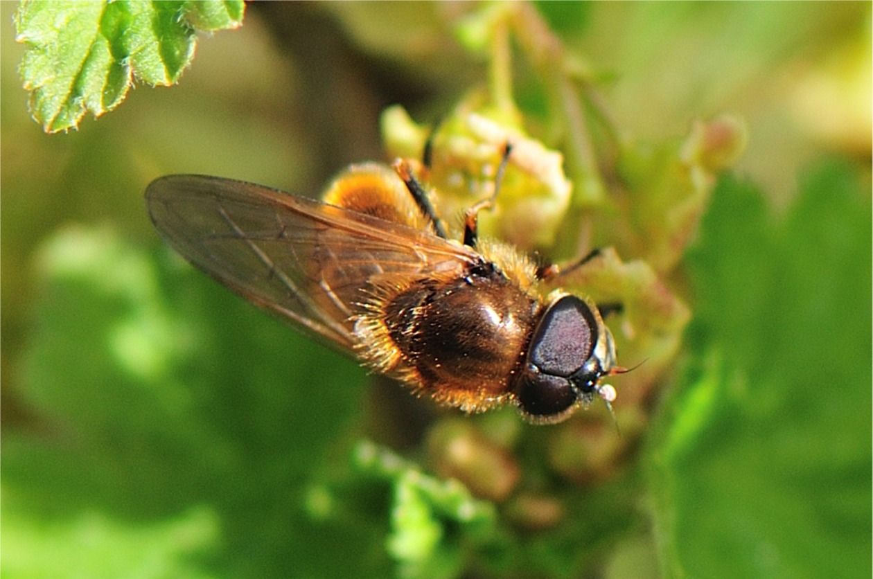 Cheilosia albipila