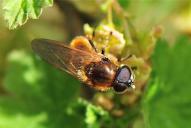 Cheilosia albipila