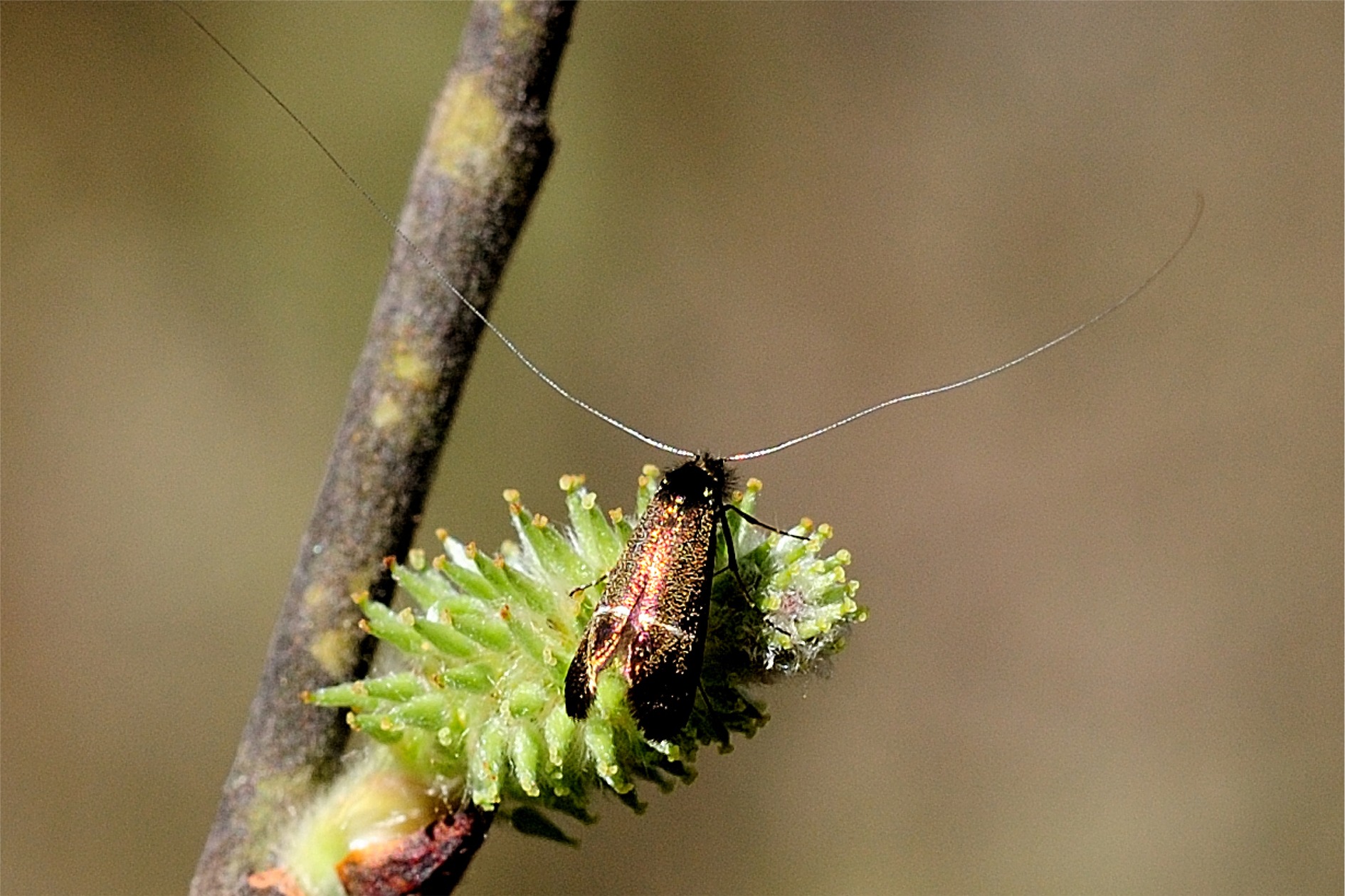 Adela albicinctella