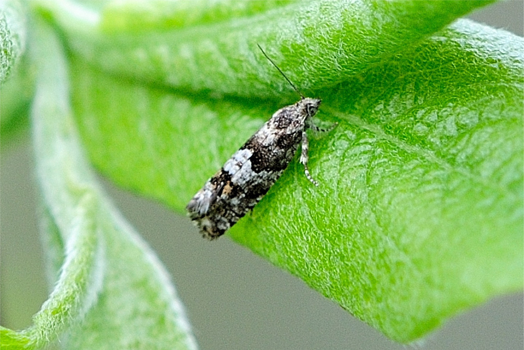 Epinotia pygmaeana