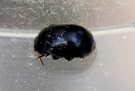 Gonioctena viminalis