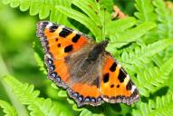 Aglais urticae