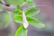 Nematopogon swammerdamella