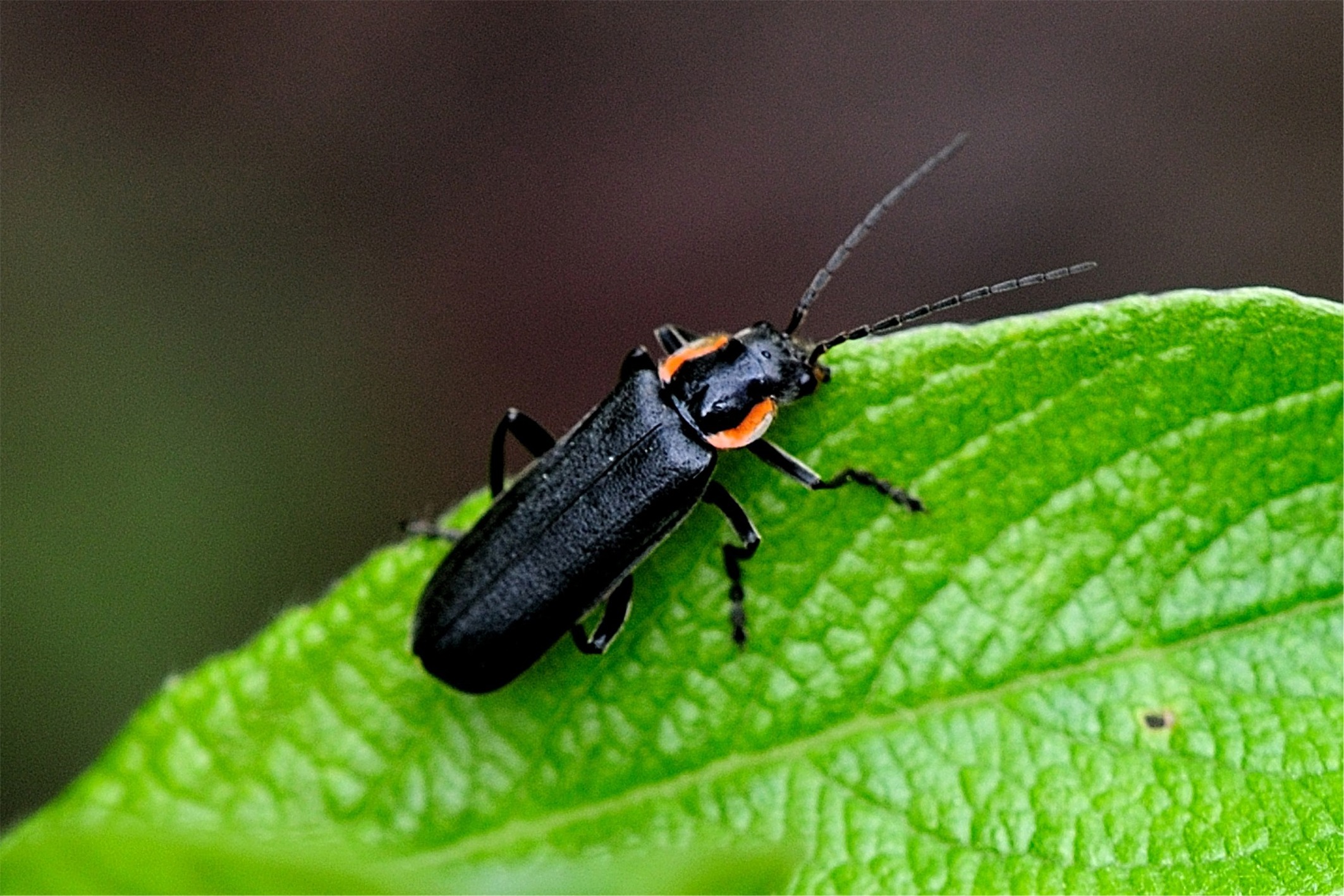 Cantharis paradoxa