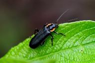 Cantharis paradoxa