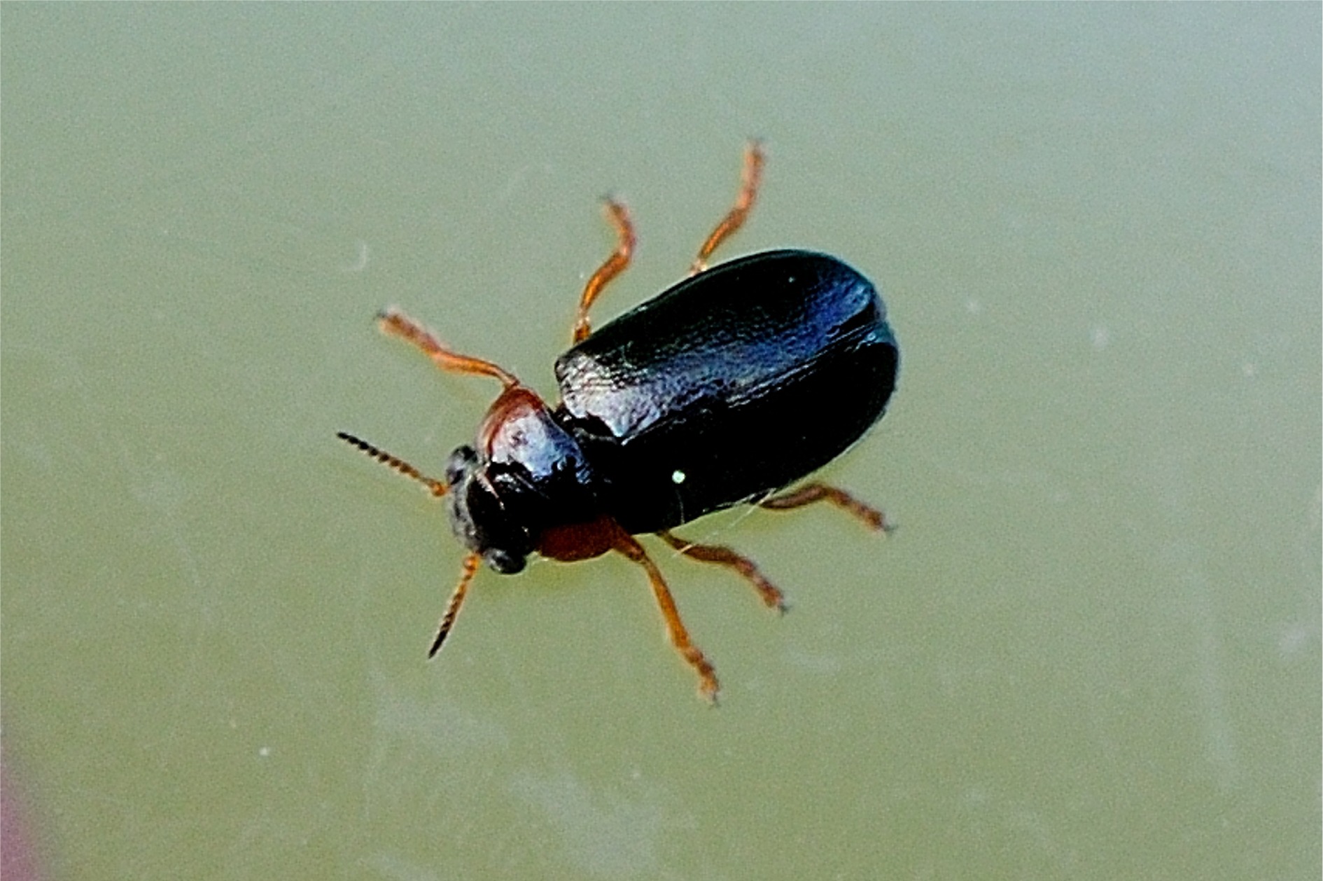 Smaragdina affinis