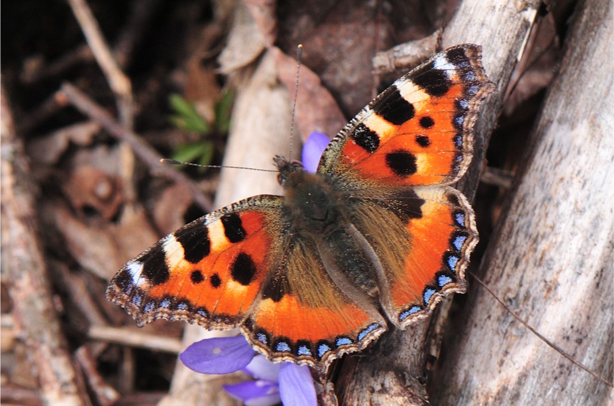 Aglais urticae