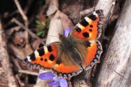 Aglais urticae