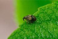 Rhynchaenus lonicerae