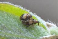 Rhynchaenus lonicerae