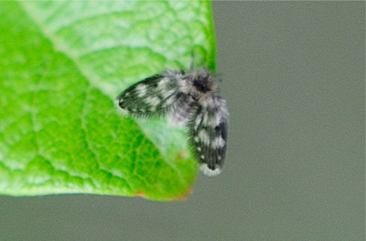 Psychodidae