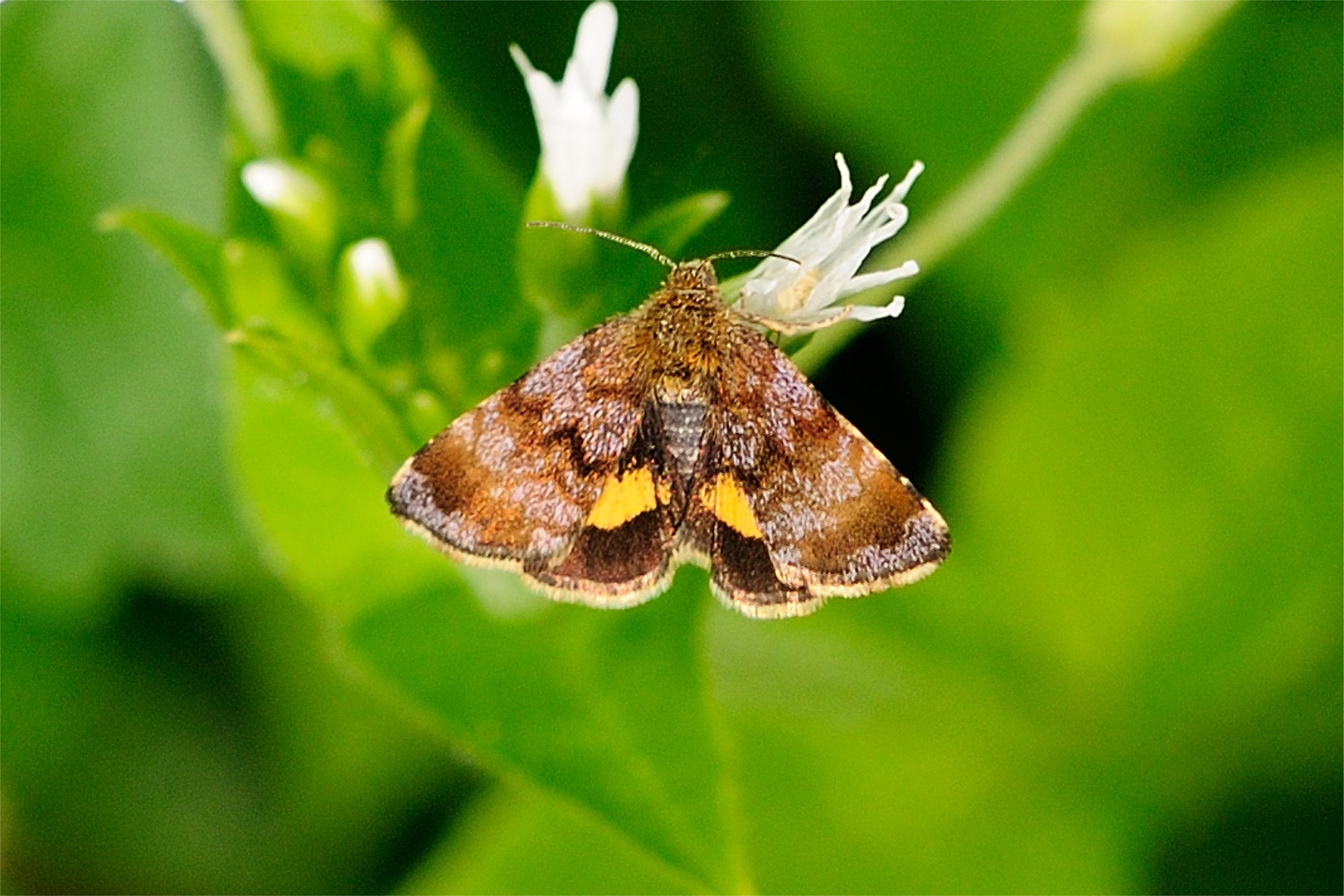 Panemeria tenebrata