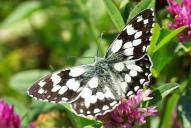 Melanargia galathea