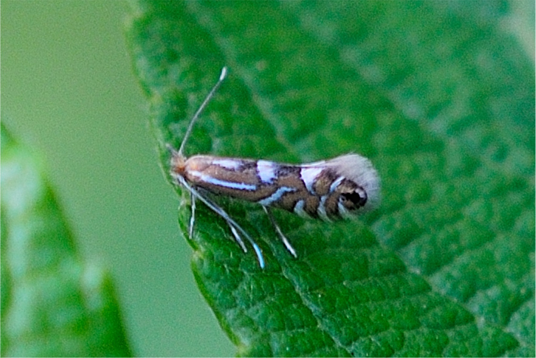 Phyllonorycter strigulatella