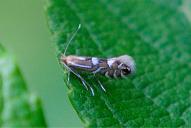 Phyllonorycter strigulatella