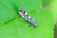 Phyllonorycter strigulatella