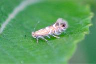Phyllonorycter strigulatella