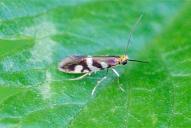 Micropterix schaefferi