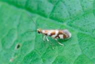 Micropterix schaefferi