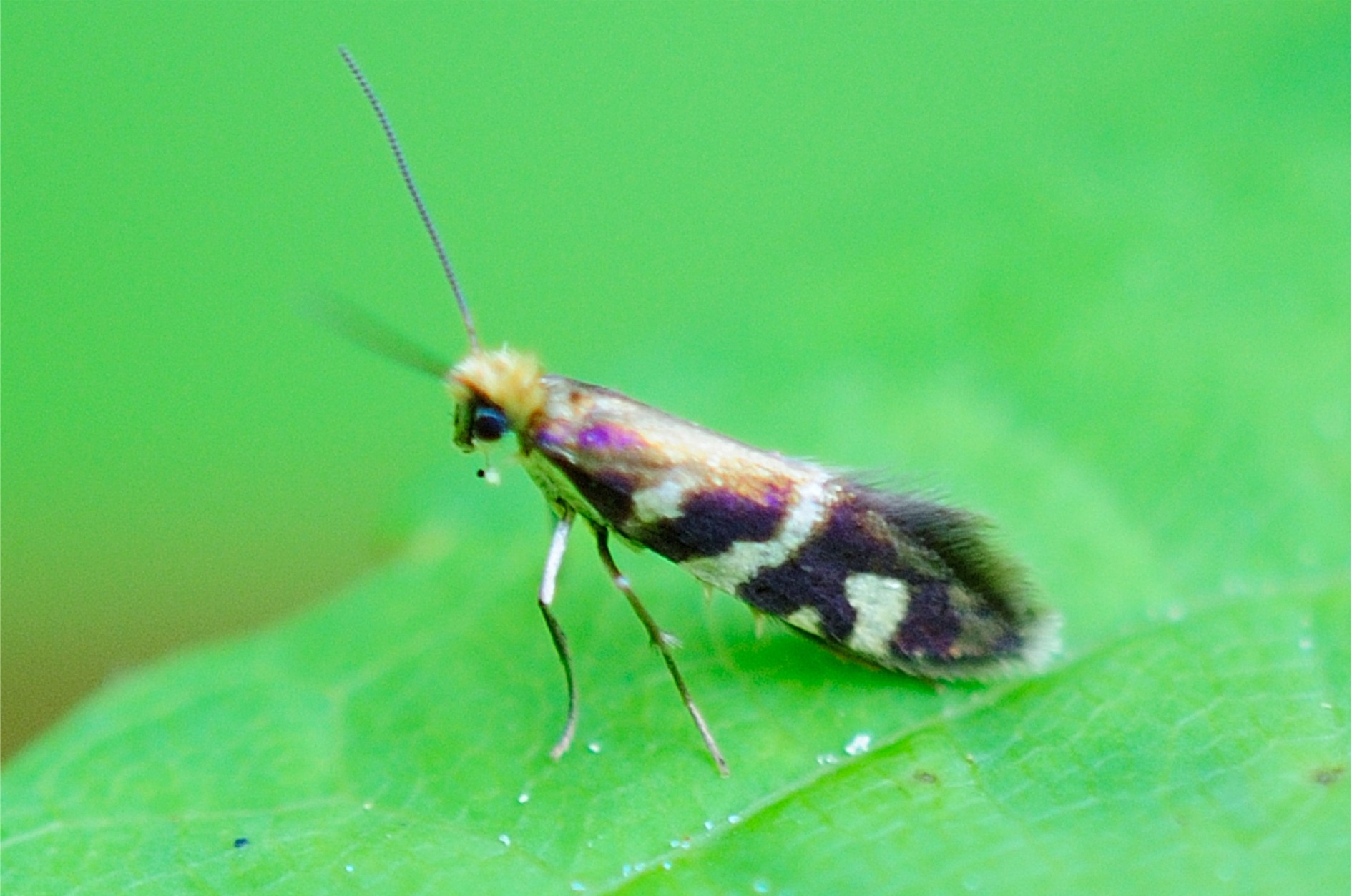 Micropterix schaefferi