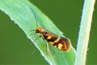 Micropterix schaefferi