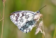 Melanargia galathea