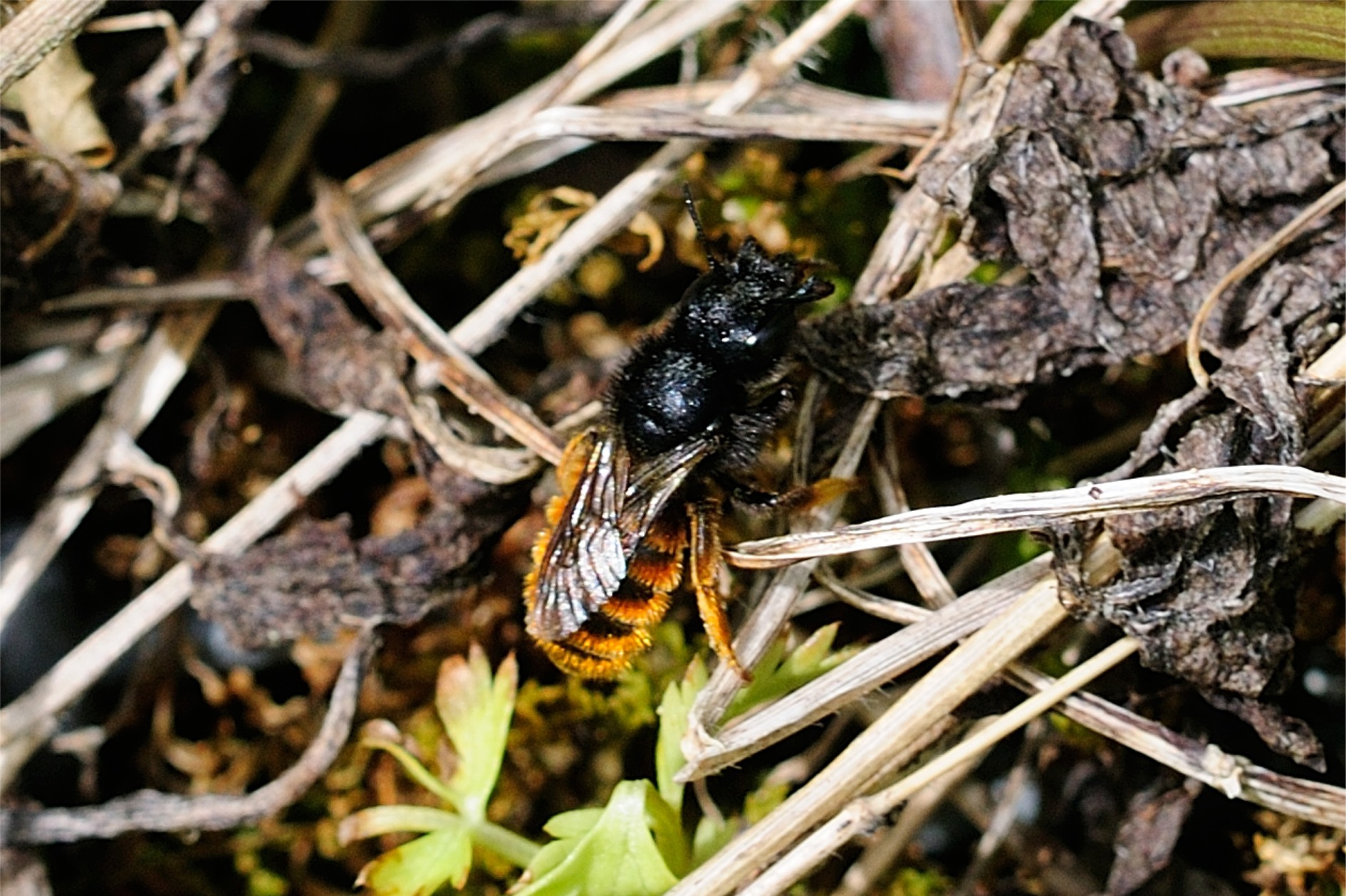 Osmia bicolor