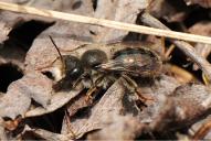 Osmia bicolor