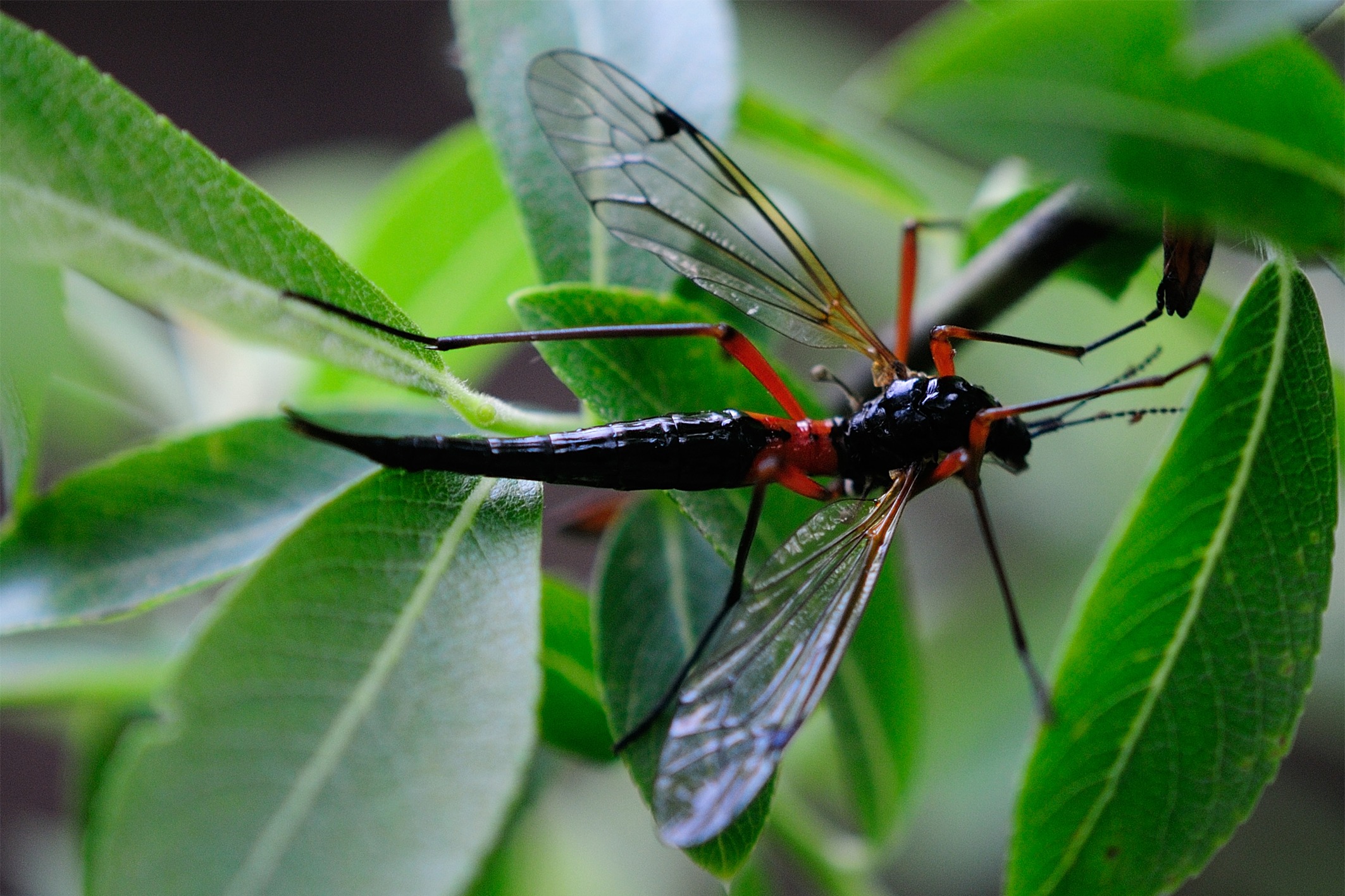 Tanyptera atrata