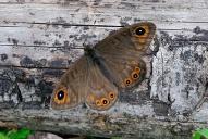 Lasiommata petropolitana