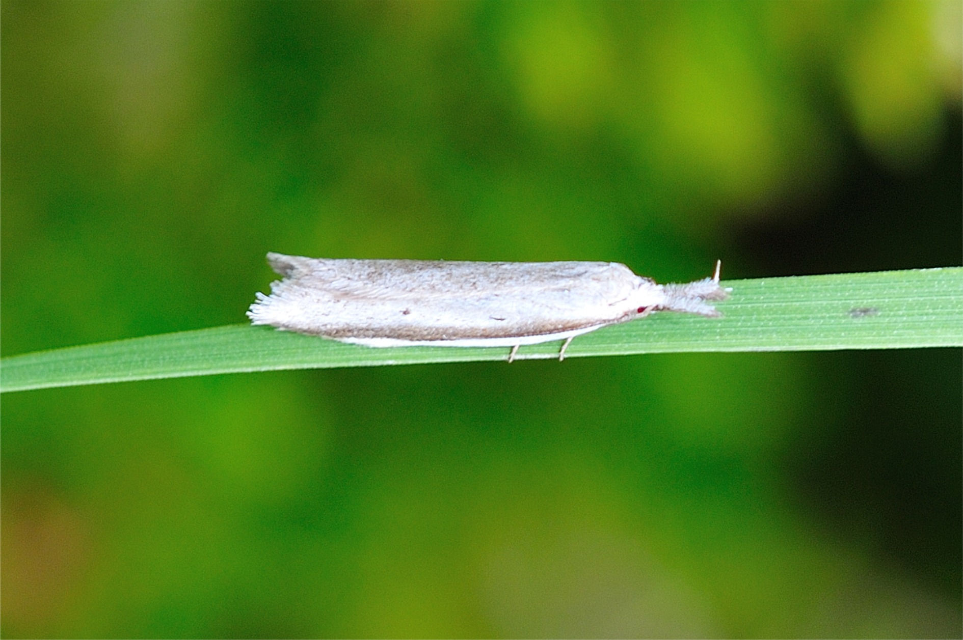 Pleurota bicostella