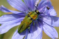 Anthaxia hungarica