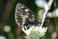 Melanargia galathea