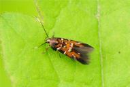 Pancalia leuwenhoekella