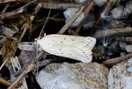 Scrobipalpopsis petasitis