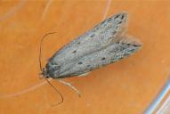 Scrobipalpopsis petasitis