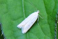 Scrobipalpopsis petasitis