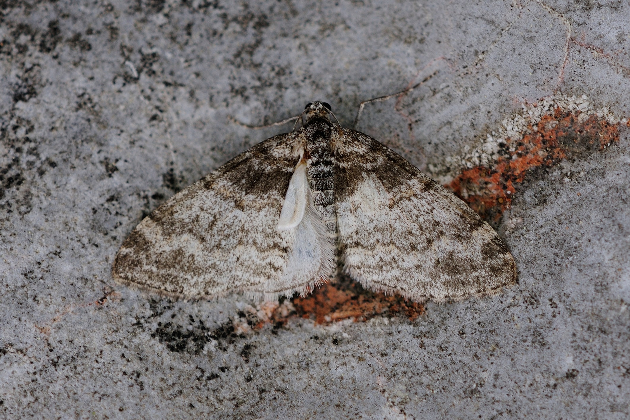 Lobophora halterata