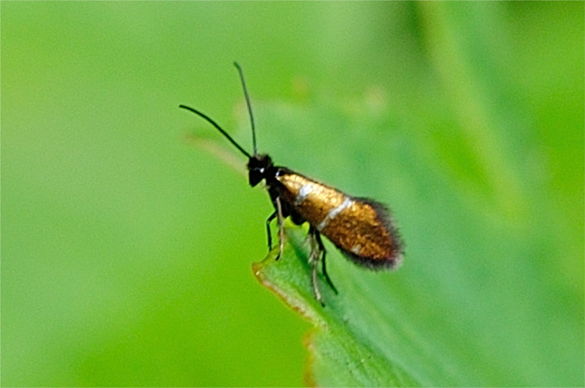 Micropterix aruncella