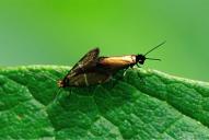 Micropterix aruncella