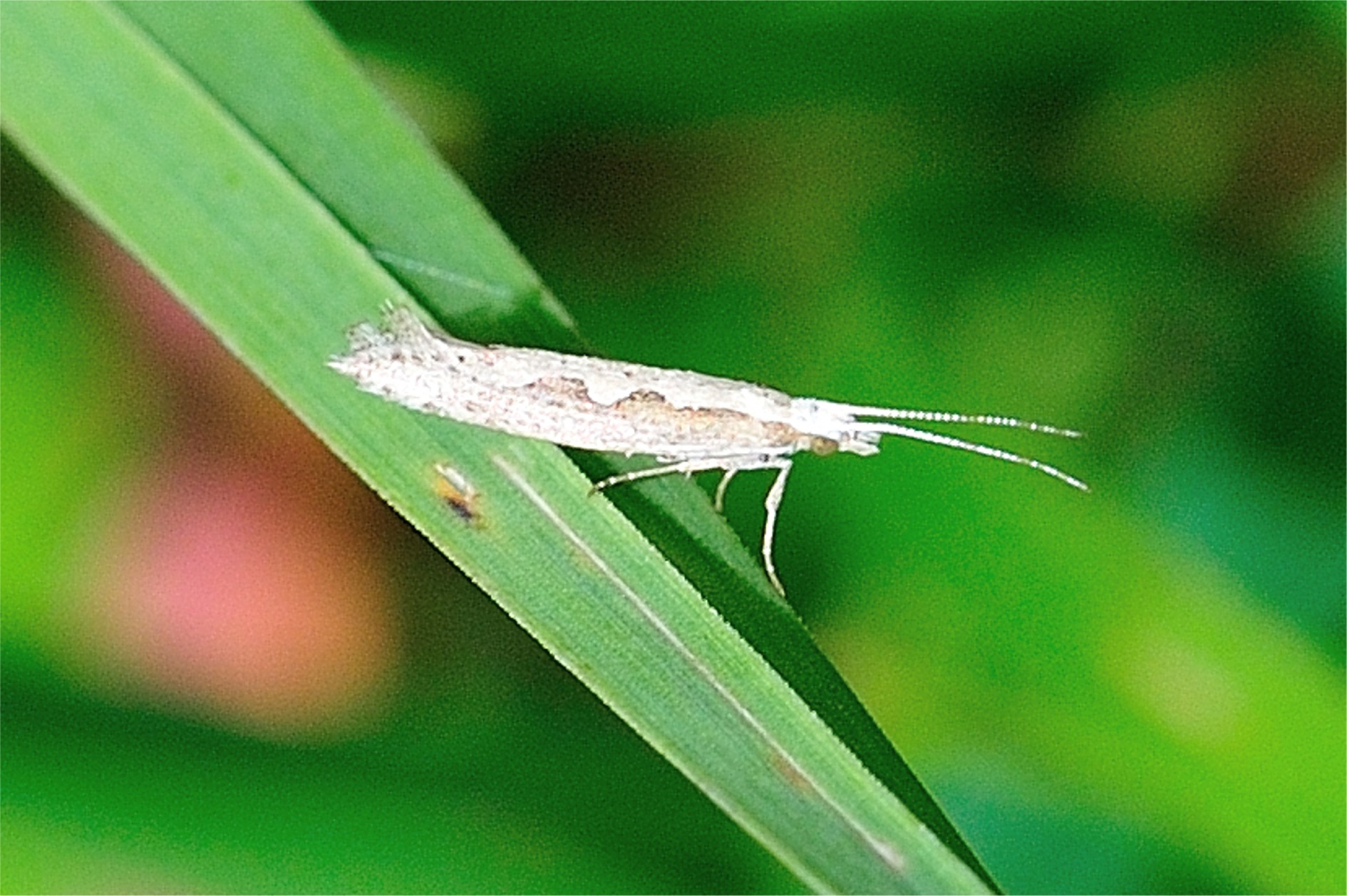 Plutella xylostella