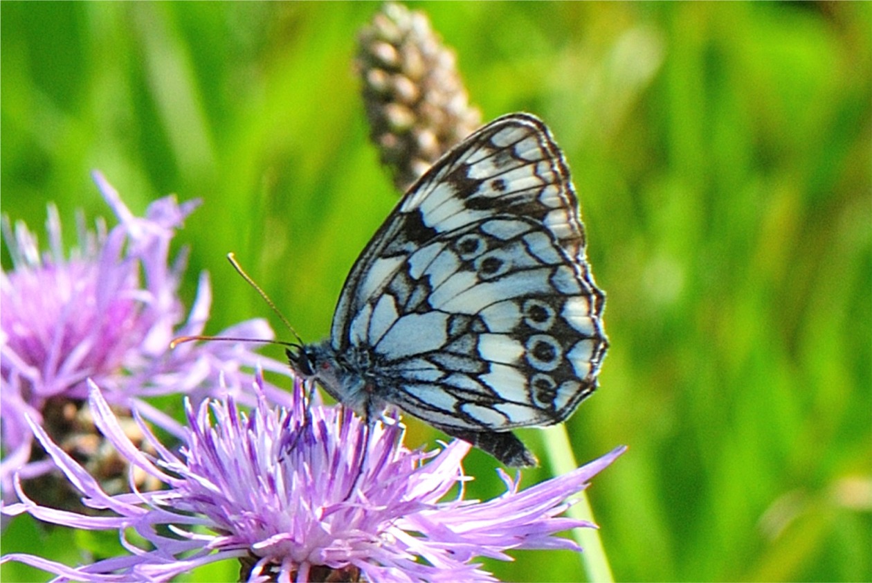 Melanargia galathea